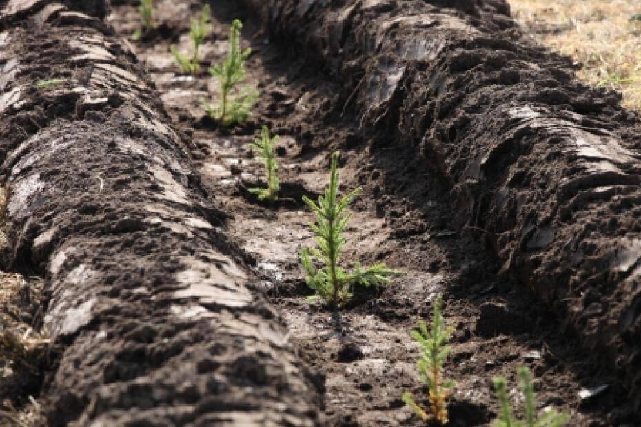 Компенсационное лесовосстановление в Москве фото 3 Недвижимость Москва