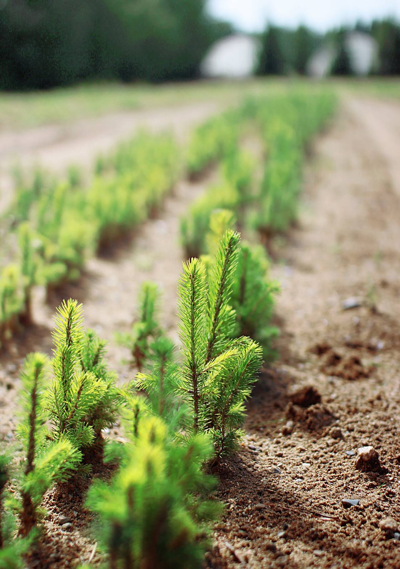 Компенсационное лесовосстановление в Москве фото 2 Недвижимость Москва