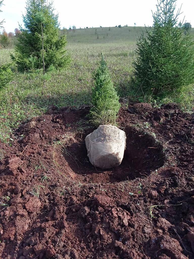 Саженцы деревьев (крупномеры) Ель, Сосна в Москве фото 3 Для дома и дачи Москва