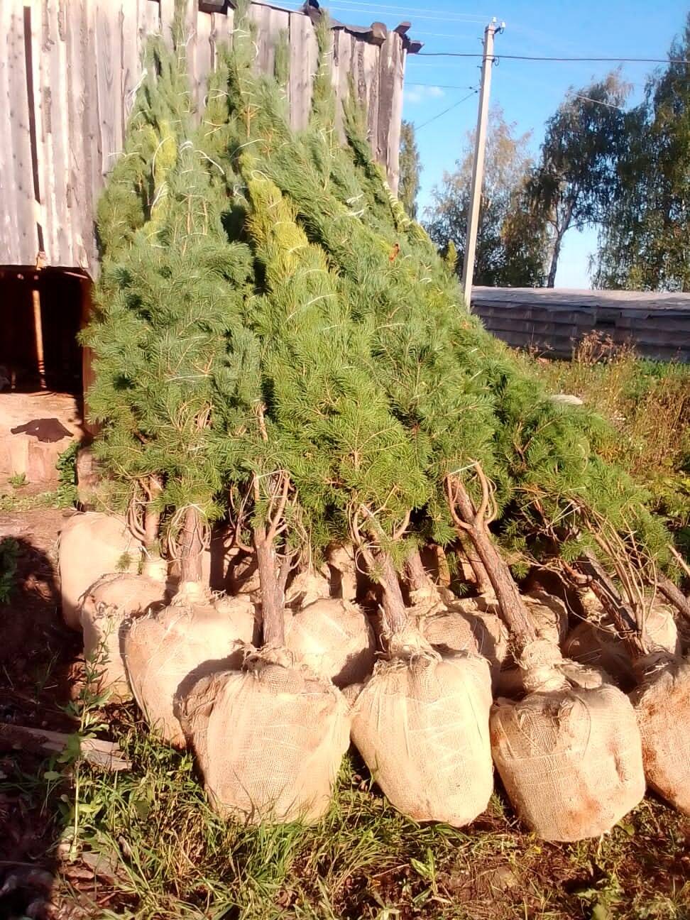 Саженцы деревьев (крупномеры) Ель, Сосна