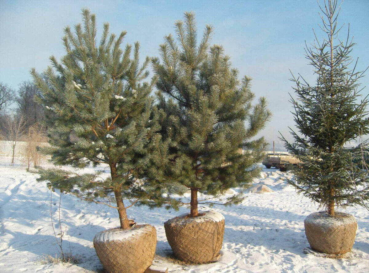 Саженцы деревьев (крупномеры) Ель, Сосна в Москве фото 2 Для дома и дачи Москва