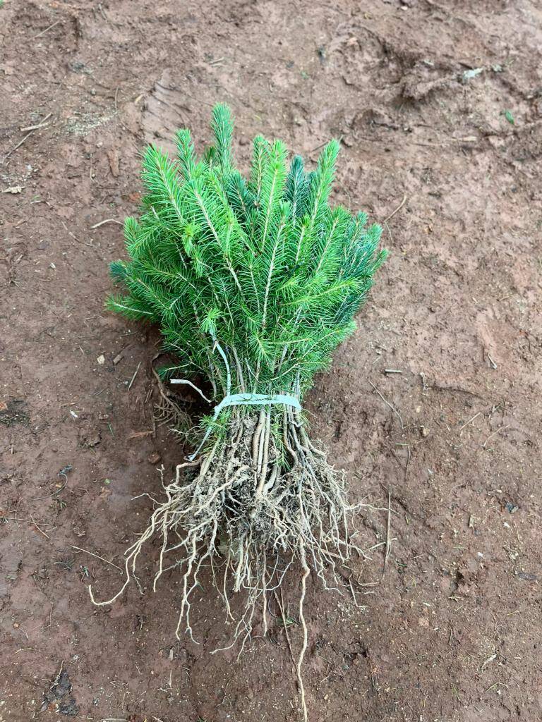 Сеянцы ели сосны окс зкс