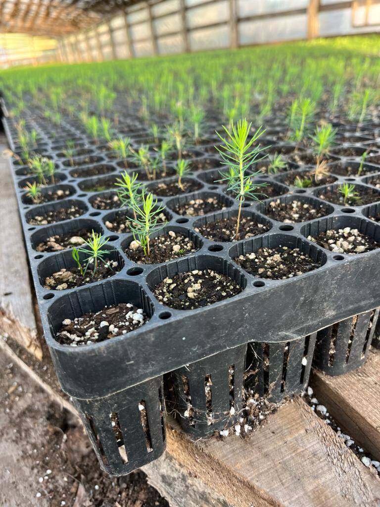 Сеянцы ели сосны окс зкс в Москве фото 3 Услуги Москва Сеянцы ели сосны окс зкс в Москве фото 3 Услуги Москва