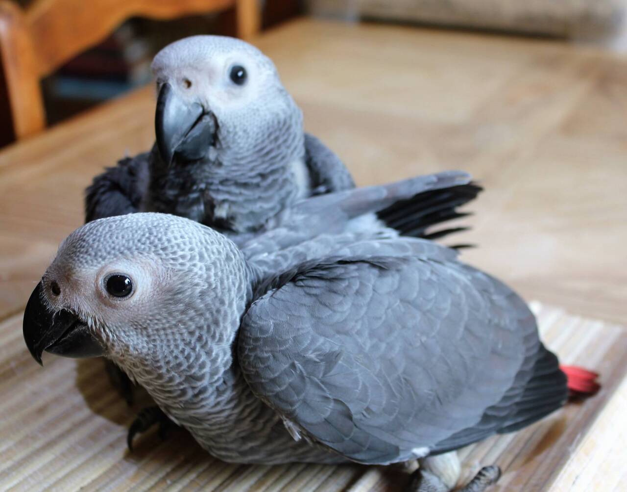 Попугаи - абсолютно ручные птенцы из питомника в Москве фото 3 Услуги Москва