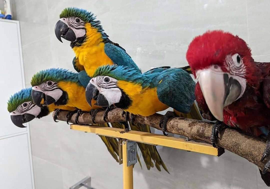 Попугаи - абсолютно ручные птенцы из питомника в Москве фото 1 Услуги Москва