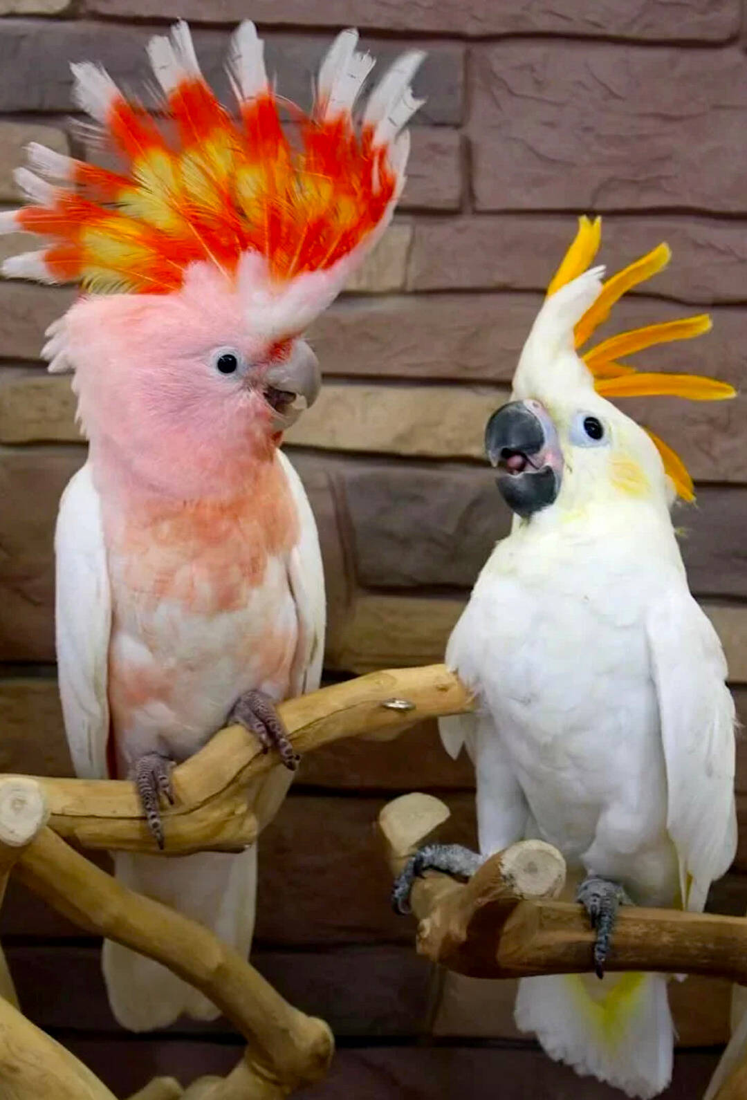 Попугаи - абсолютно ручные птенцы из питомника в Москве фото 2 Услуги Москва