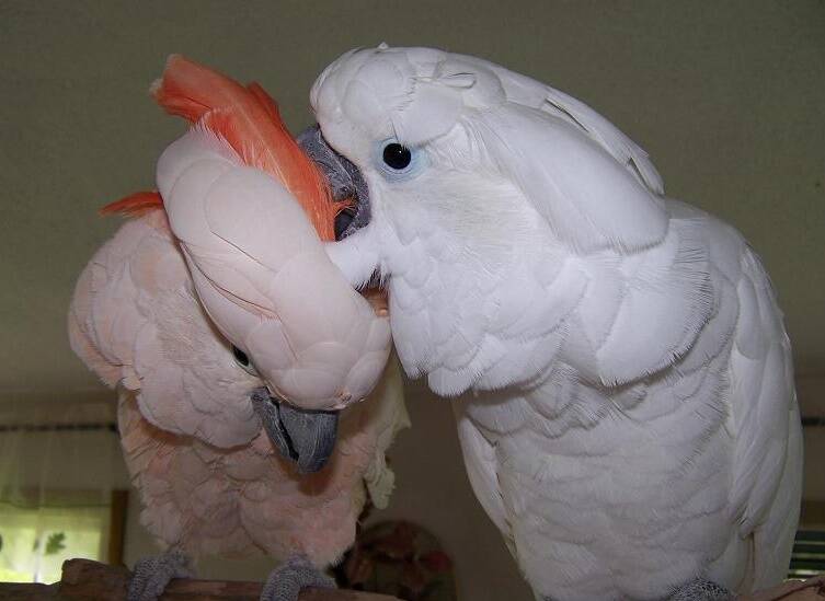 Попугаи - абсолютно ручные птенцы из питомника в Москве фото 5 Услуги Москва