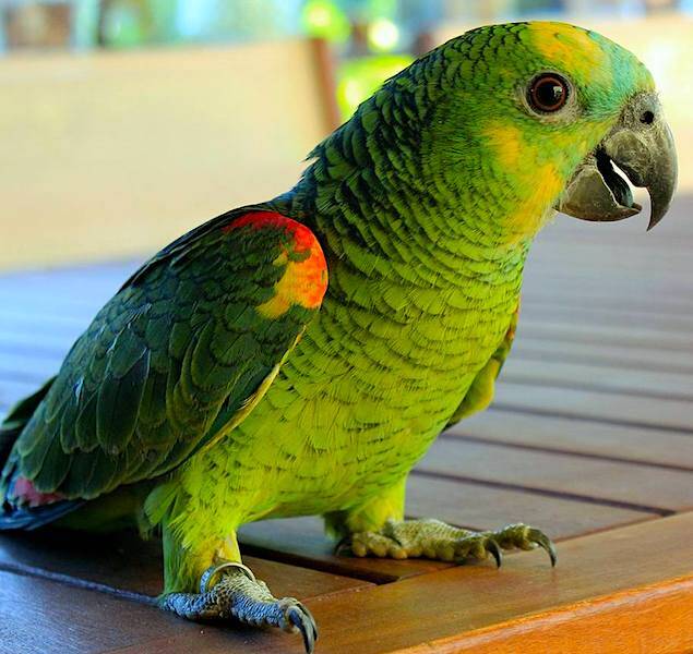 Попугаи - абсолютно ручные птенцы из питомника в Москве фото 4 Услуги Москва