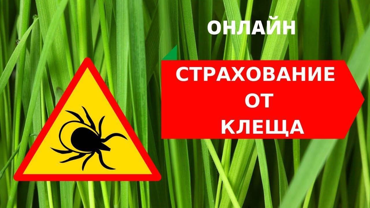 страхование от клеща