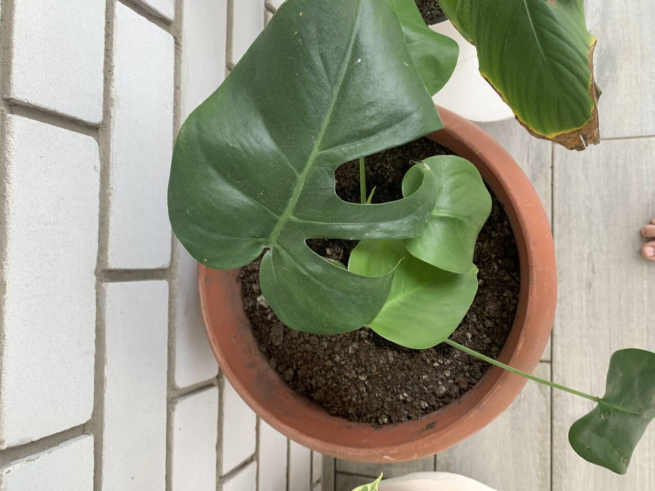 Продаю комнатные растения  в Волгограде фото 3 Для дома и дачи Волгоград