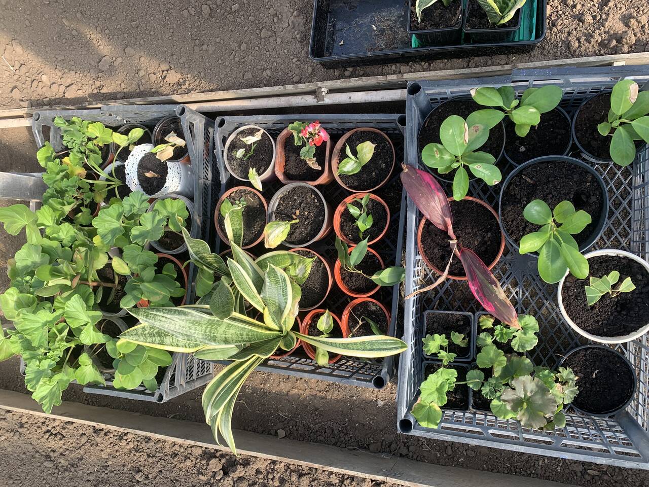 Продаю комнатные растения  в Волгограде фото 2 Для дома и дачи Волгоград