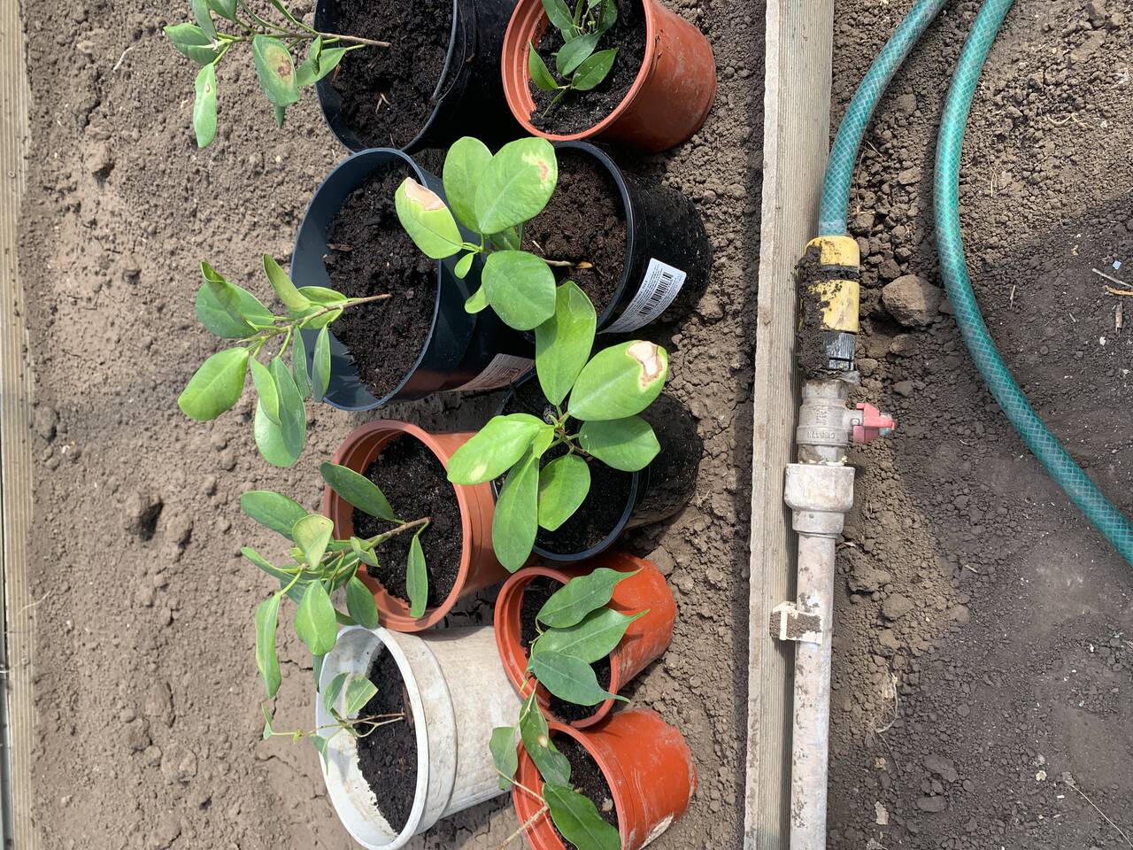 Продаю комнатные растения 