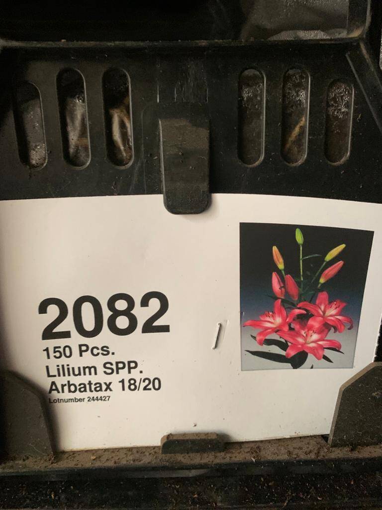 Луковицы лилии