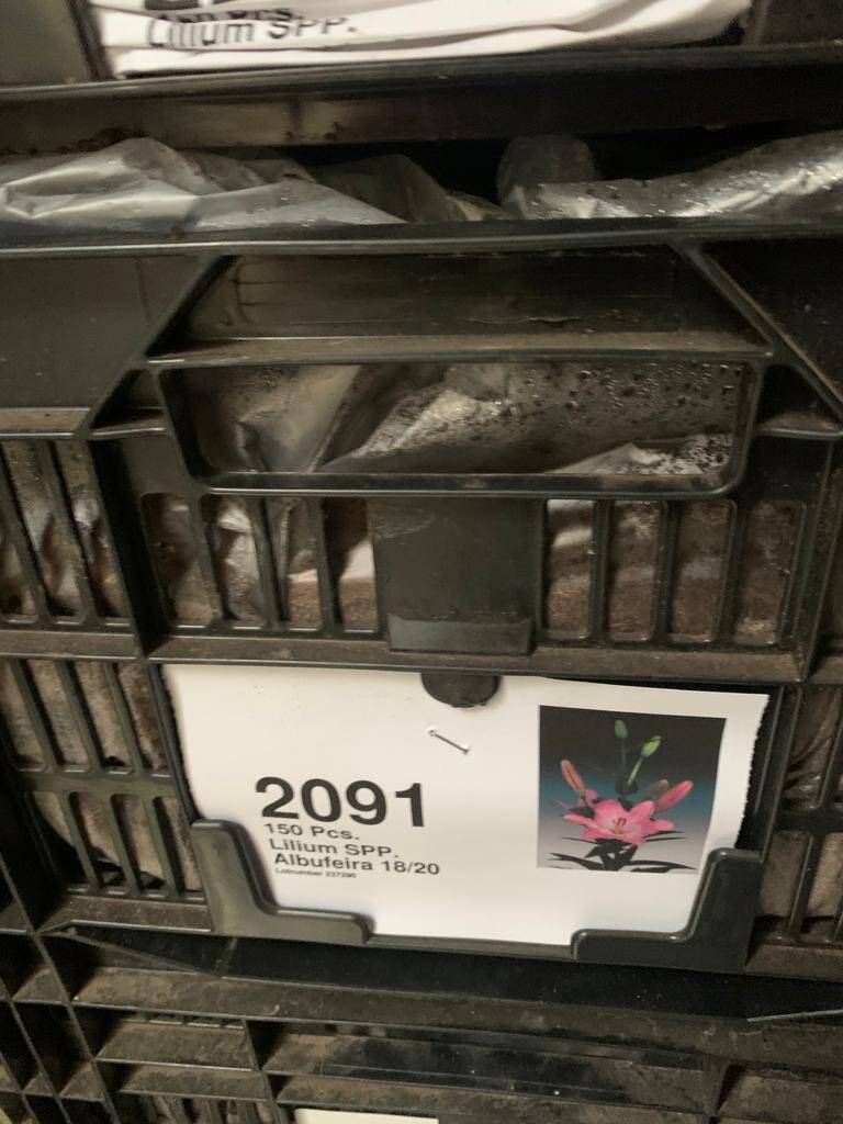 Луковицы лилии в Москве фото 4 Для дома и дачи Москва