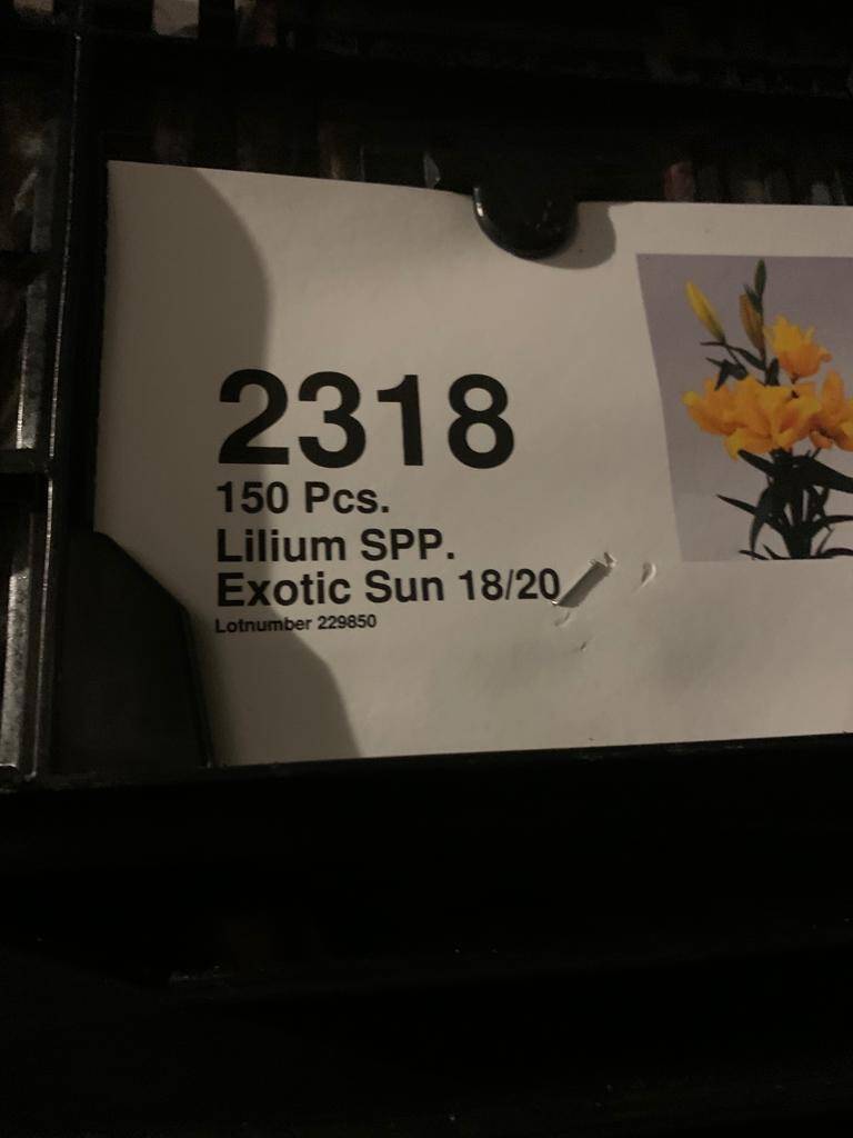 Луковицы лилии в Москве фото 3 Для дома и дачи Москва
