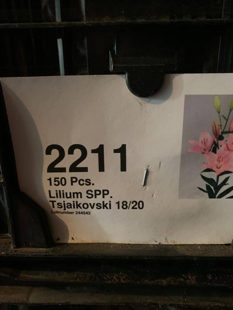 Луковицы лилии в Москве фото 2 Для дома и дачи Москва