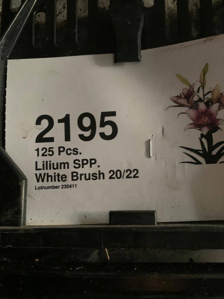 Луковицы лилии в Москве фото 5 Для дома и дачи Москва