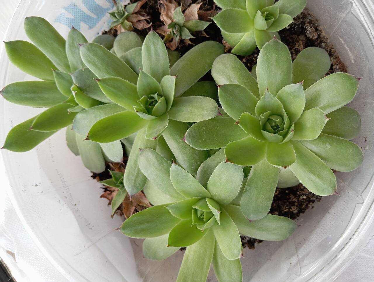 Молодило (каменная роза)