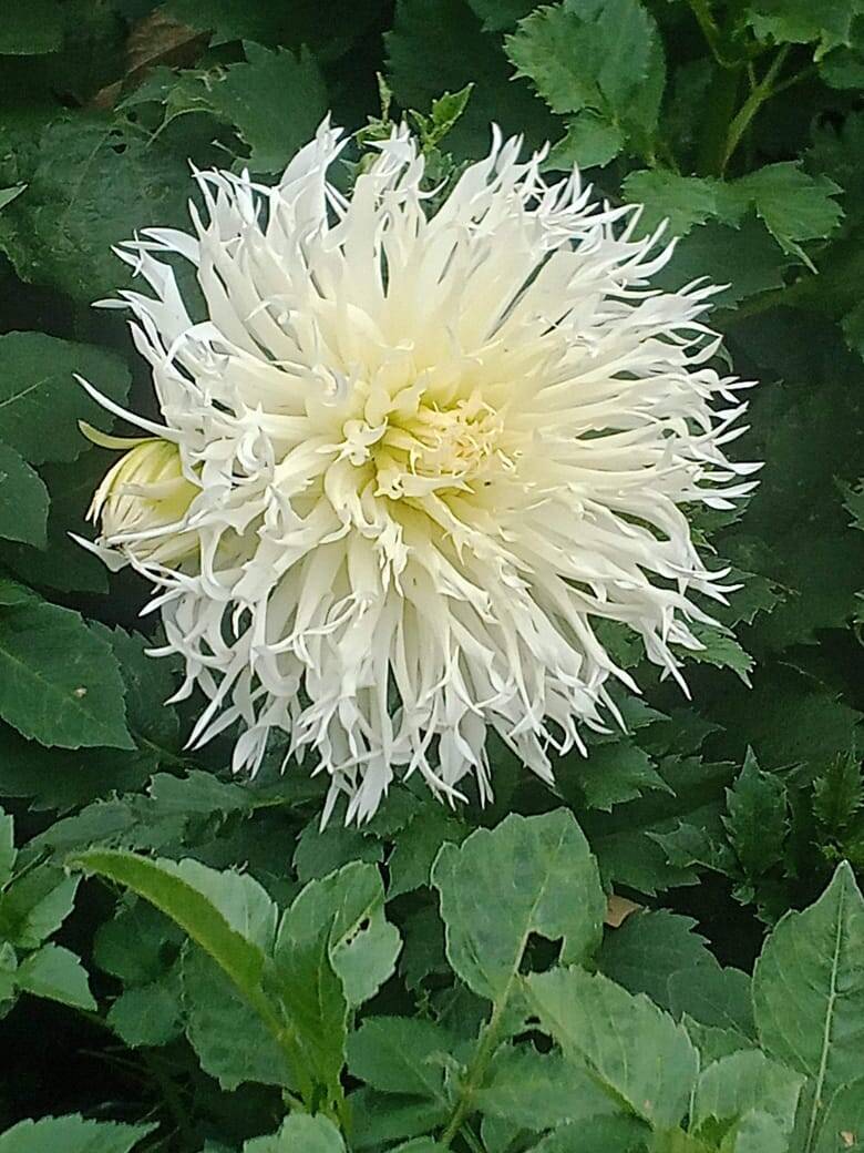 Георгины элитные в Москве фото 3 Для дома и дачи Москва