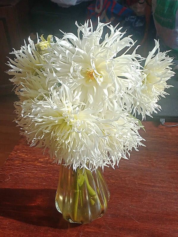 Георгины элитные в Москве фото 6 Для дома и дачи Москва