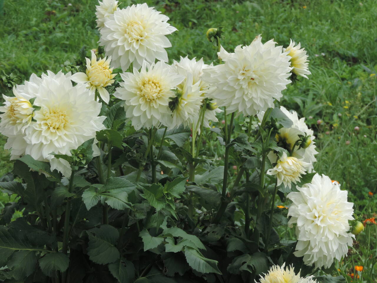 Георгины элитные в Москве фото 7 Для дома и дачи Москва