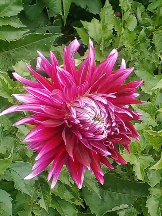 Георгины элитные в Москве фото 2 Для дома и дачи Москва