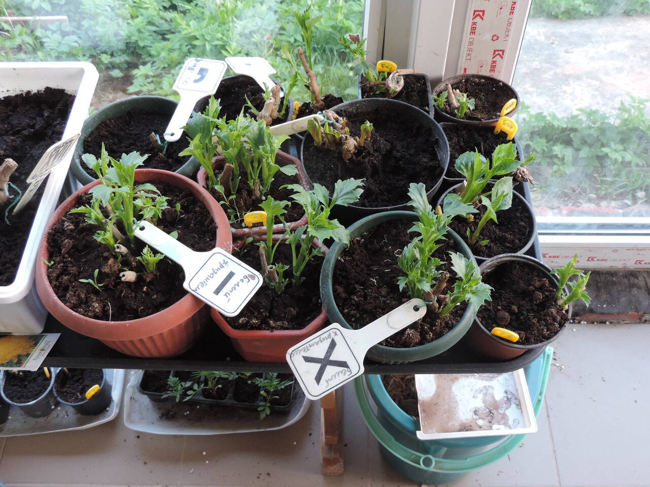 Георгины элитные в Москве фото 4 Для дома и дачи Москва