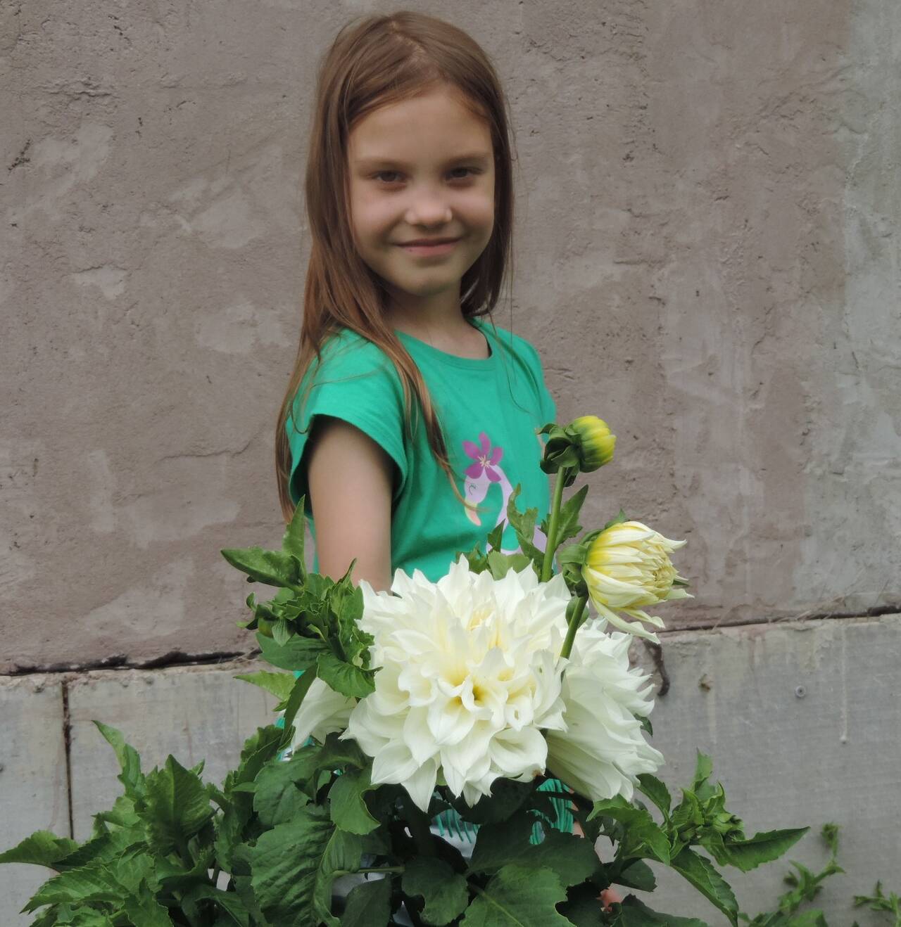 Георгины элитные