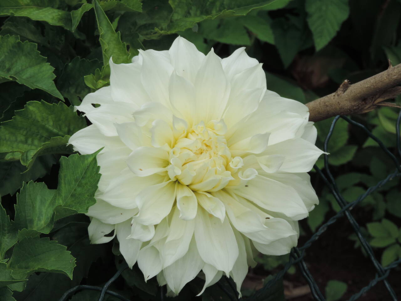 Георгины элитные в Москве фото 5 Для дома и дачи Москва