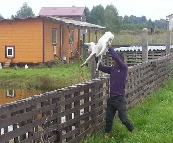 Эко-пасека «Пчелка» 4,1 Га в Калуге фото 7 Недвижимость Калуга