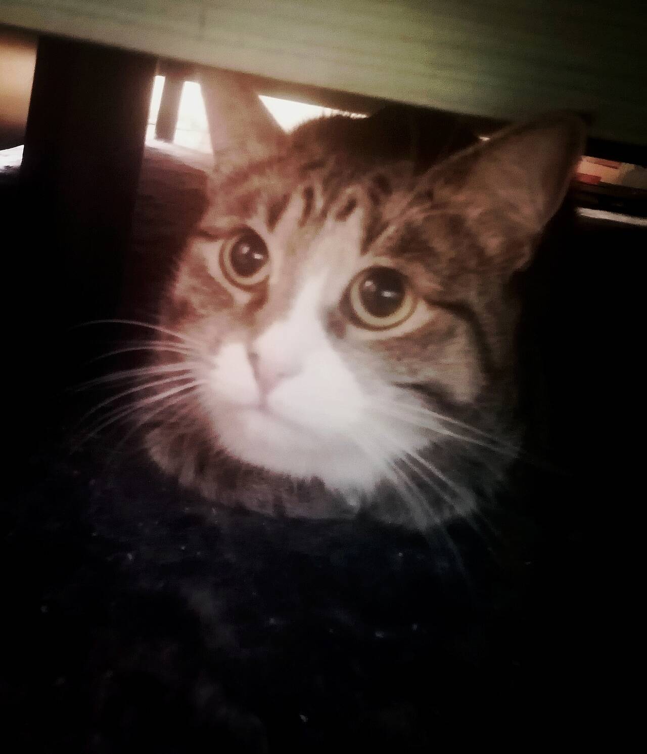 Малышка в семью 