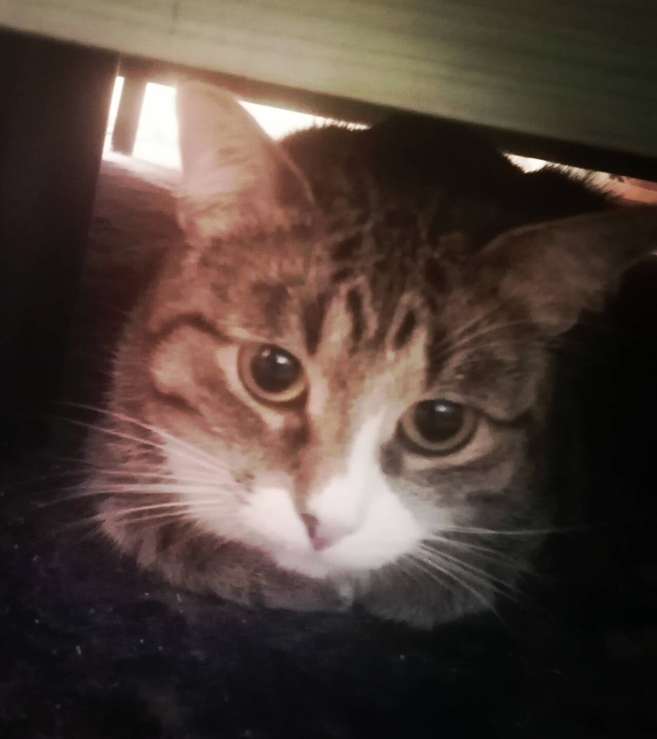 Малышка в семью во Всеволожске фото 2 Услуги Всеволожск Малышка в семью во Всеволожске фото 2 Услуги Всеволожск