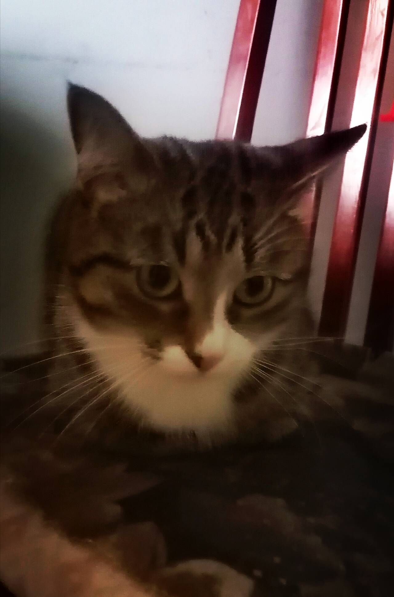 Малышка в семью во Всеволожске фото 3 Услуги Всеволожск Малышка в семью во Всеволожске фото 3 Услуги Всеволожск