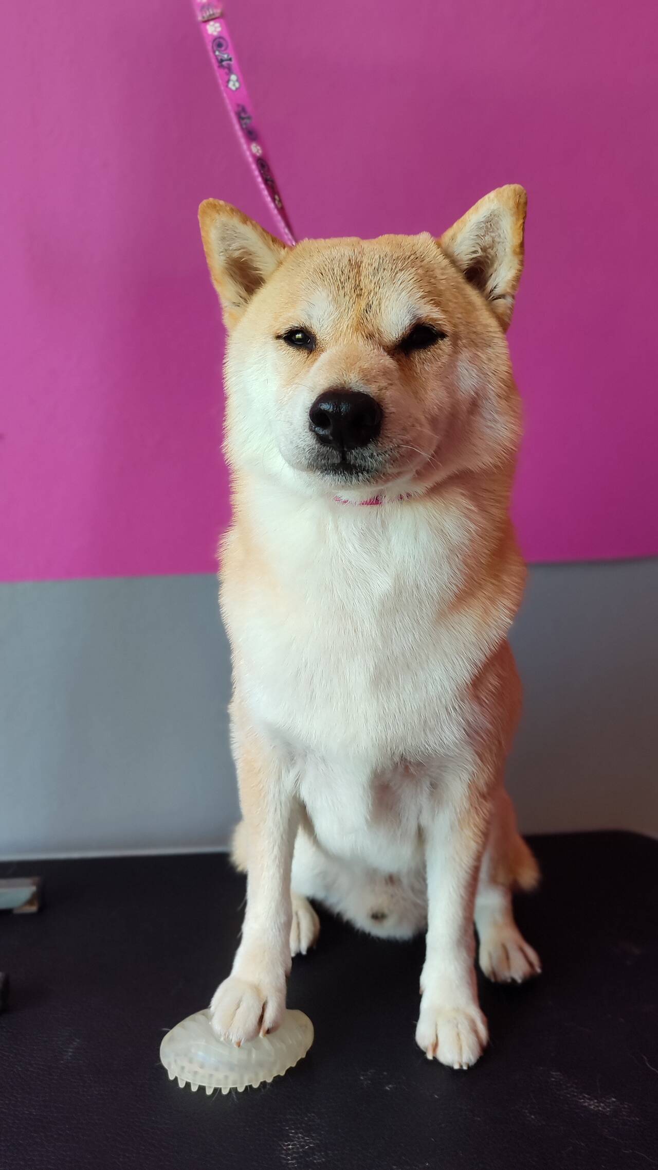 Грумер для собак и кошек в Домодедово фото 6 Услуги Домодедово