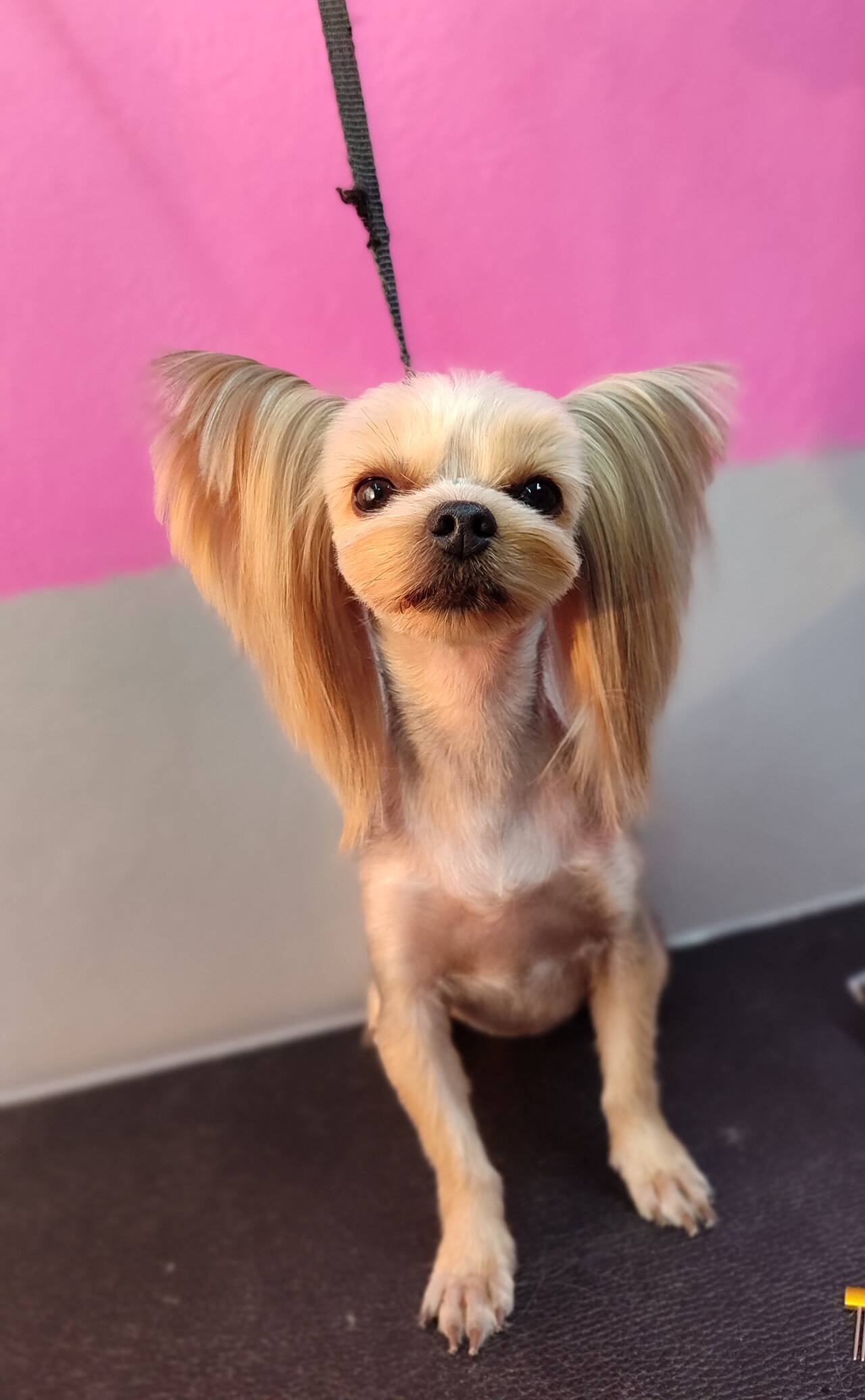 Грумер для собак и кошек в Домодедово фото 3 Услуги Домодедово