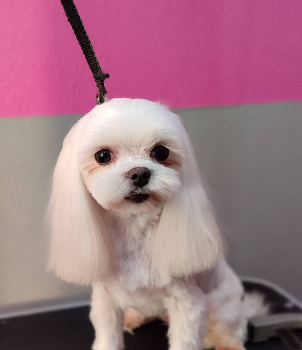 Грумер для собак и кошек в Домодедово фото 2 Услуги Домодедово