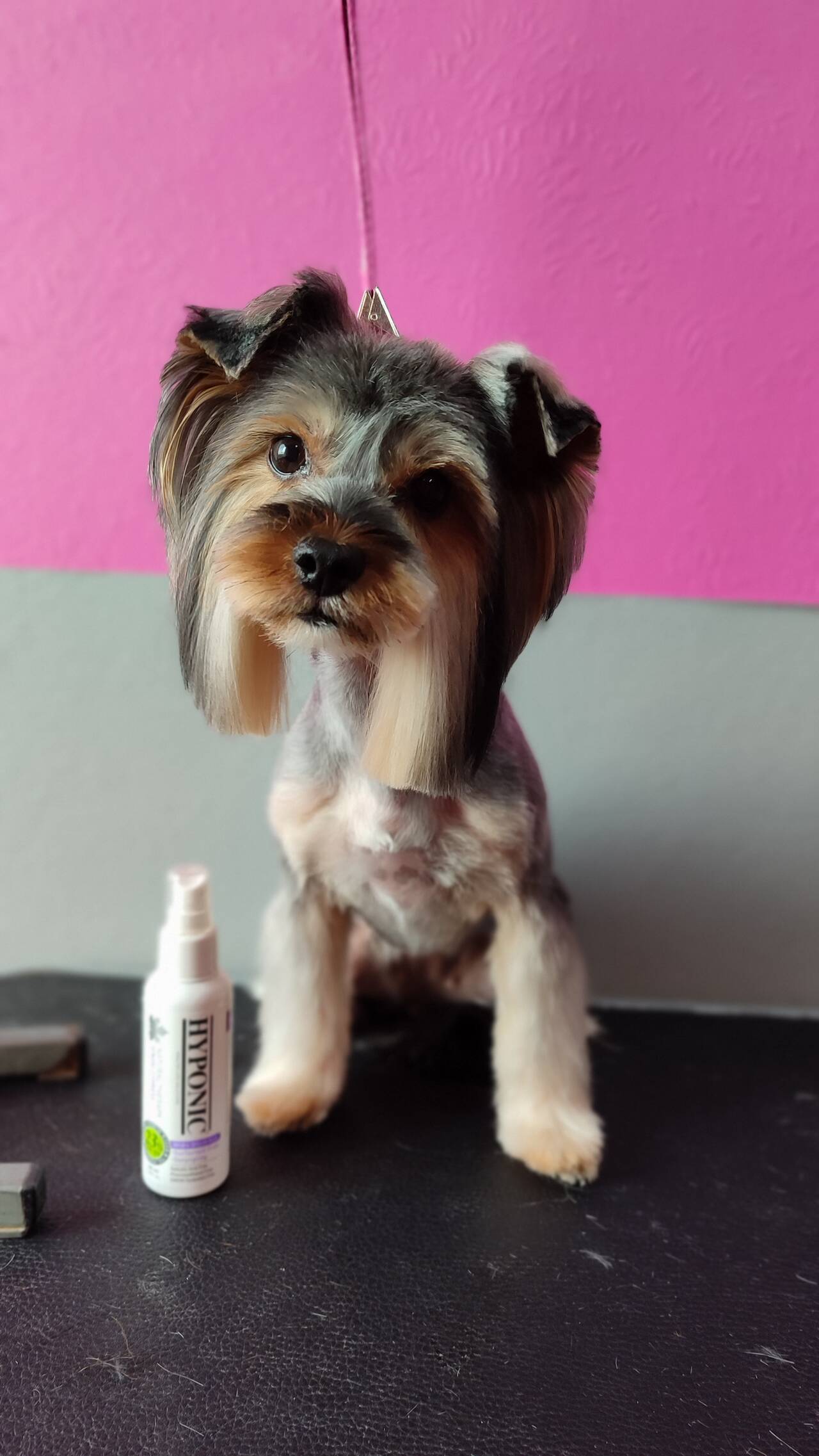 Грумер для собак и кошек