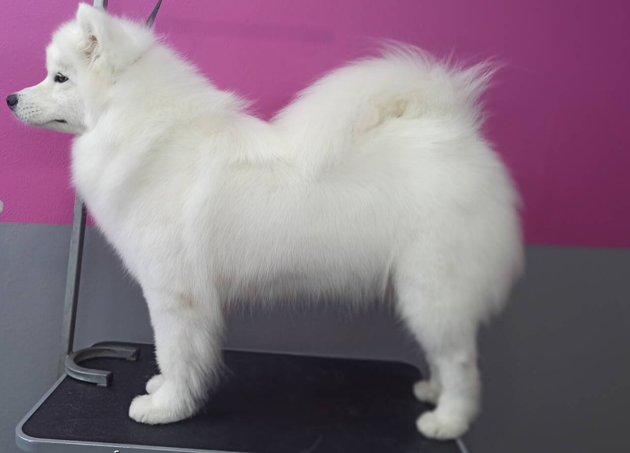 Грумер для собак и кошек в Домодедово фото 4 Услуги Домодедово