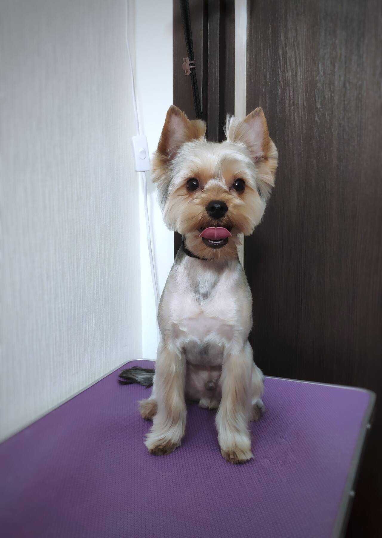 Стрижка собак и кошек в Балашихе фото 5 Услуги Балашиха