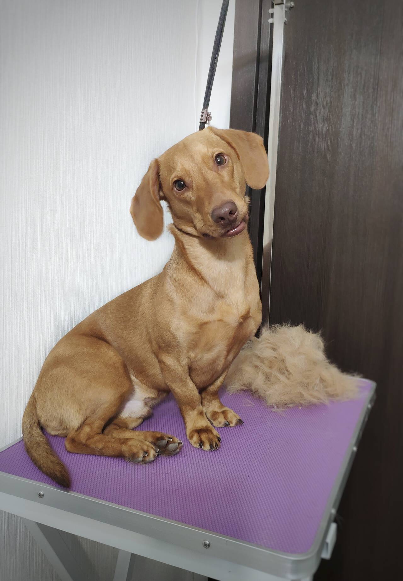 Стрижка собак и кошек в Балашихе фото 3 Услуги Балашиха