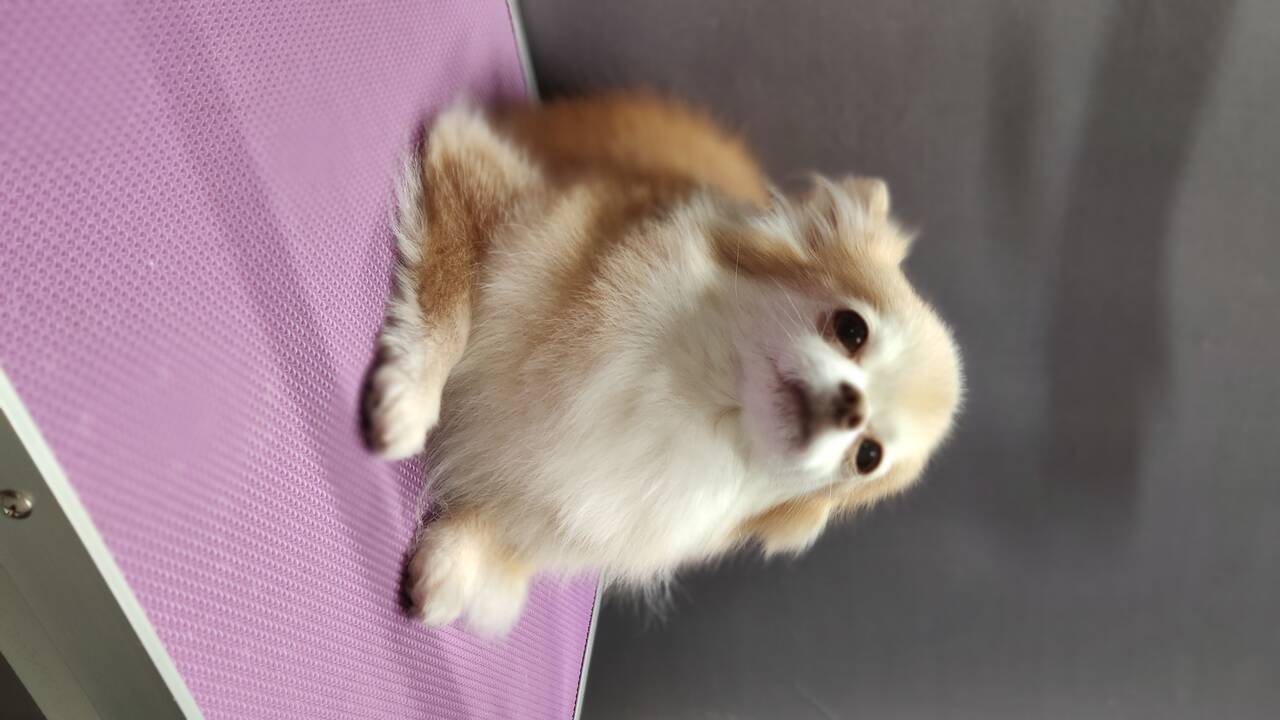 Стрижка собак и кошек в Балашихе фото 6 Услуги Балашиха