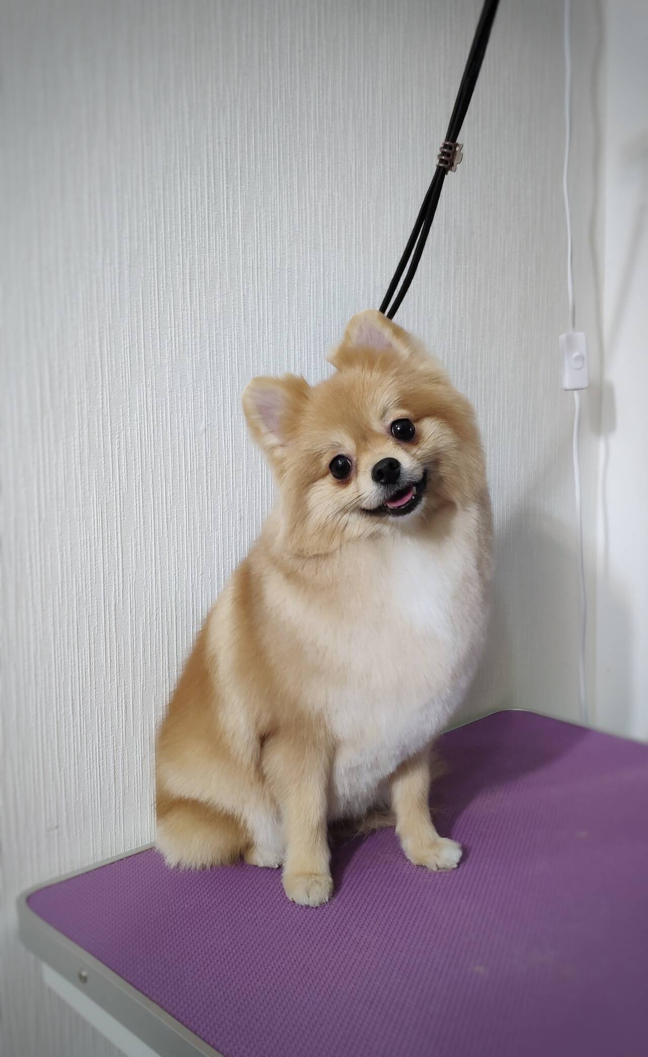 Стрижка собак и кошек в Балашихе фото 4 Услуги Балашиха