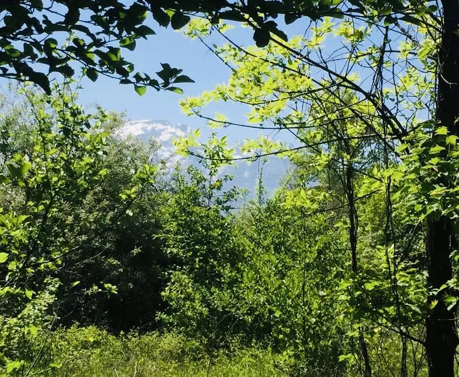 Продается зем. участок в СНТ Учитель во Владикавказе фото 3 Недвижимость Владикавказ