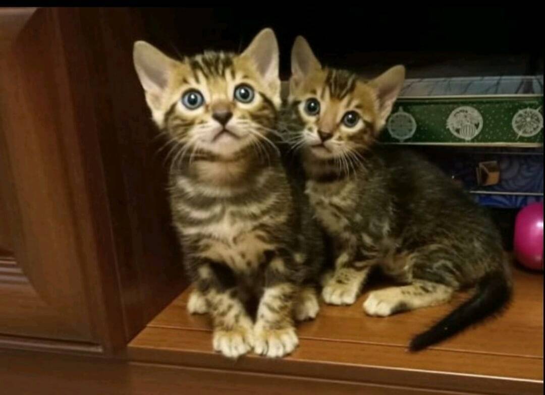 Продам котят в хорошие руки