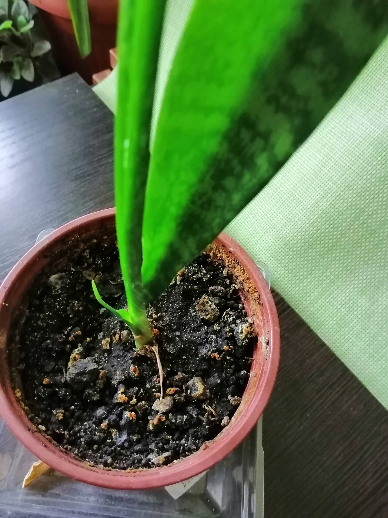 Сансевиерия. 1 год. Тещин язык комнатное растение в Москве фото 3 Для дома и дачи Москва Сансевиерия. 1 год. Тещин язык комнатное растение в Москве фото 3 Для дома и дачи Москва