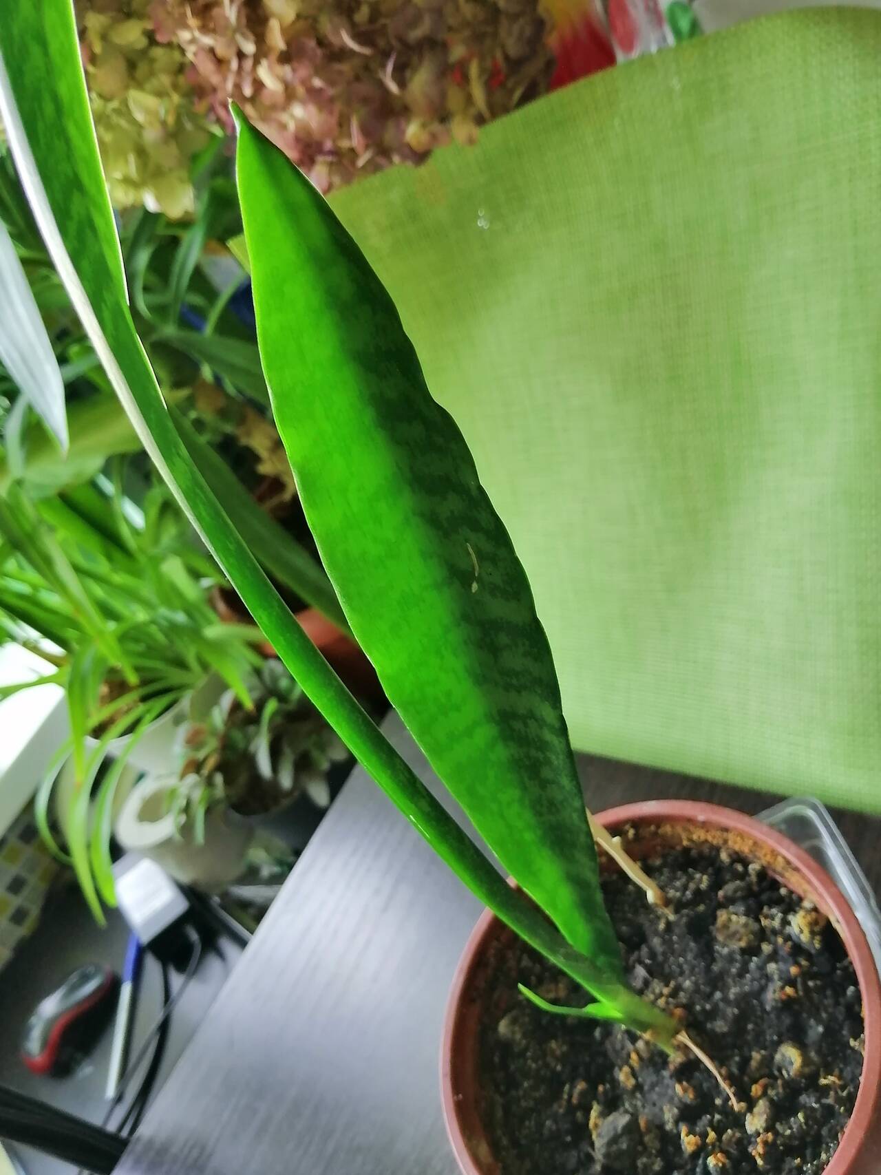 Сансевиерия. 1 год. Тещин язык комнатное растение в Москве фото 2 Для дома и дачи Москва Сансевиерия. 1 год. Тещин язык комнатное растение в Москве фото 2 Для дома и дачи Москва