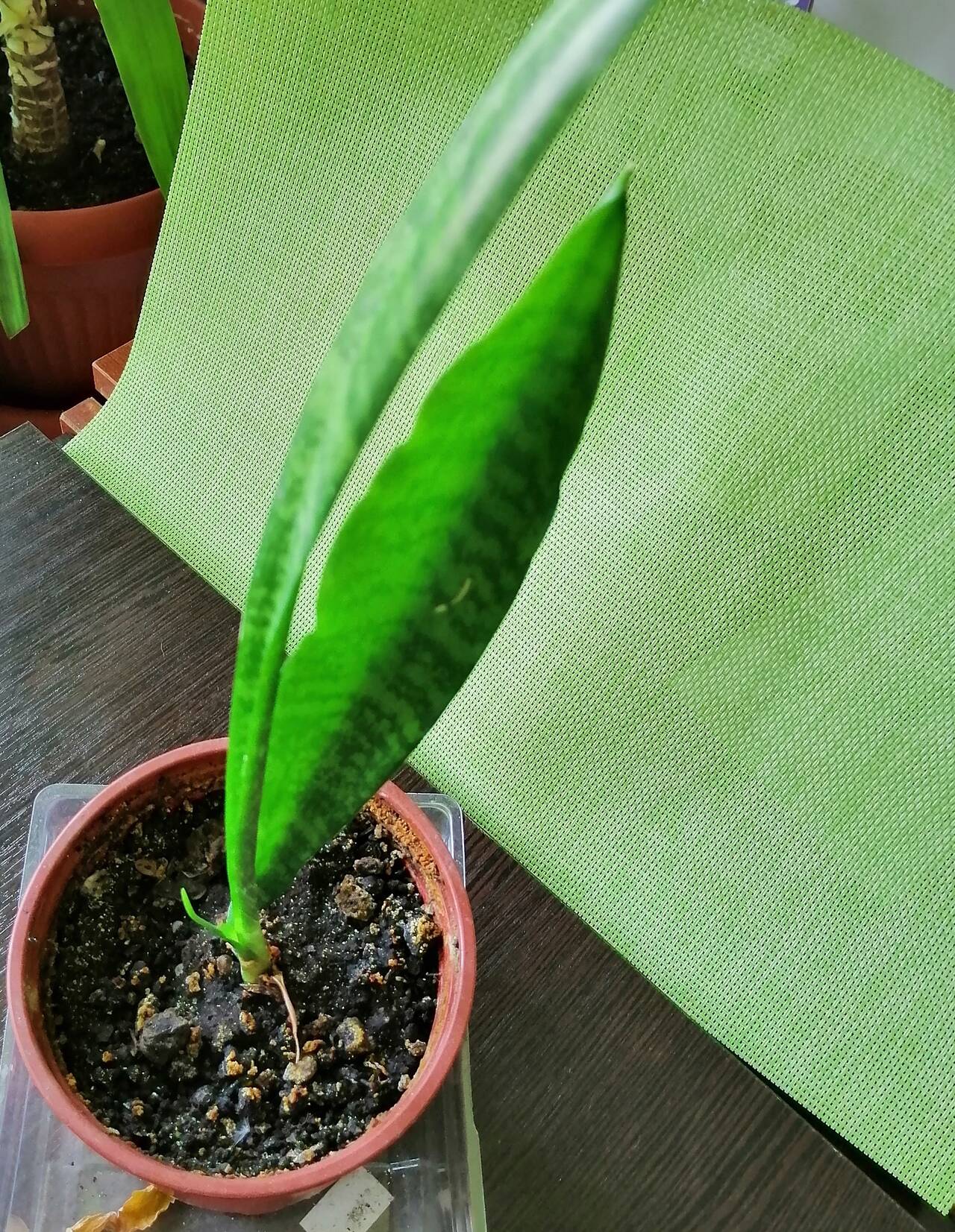 Сансевиерия. 1 год. Тещин язык комнатное растение