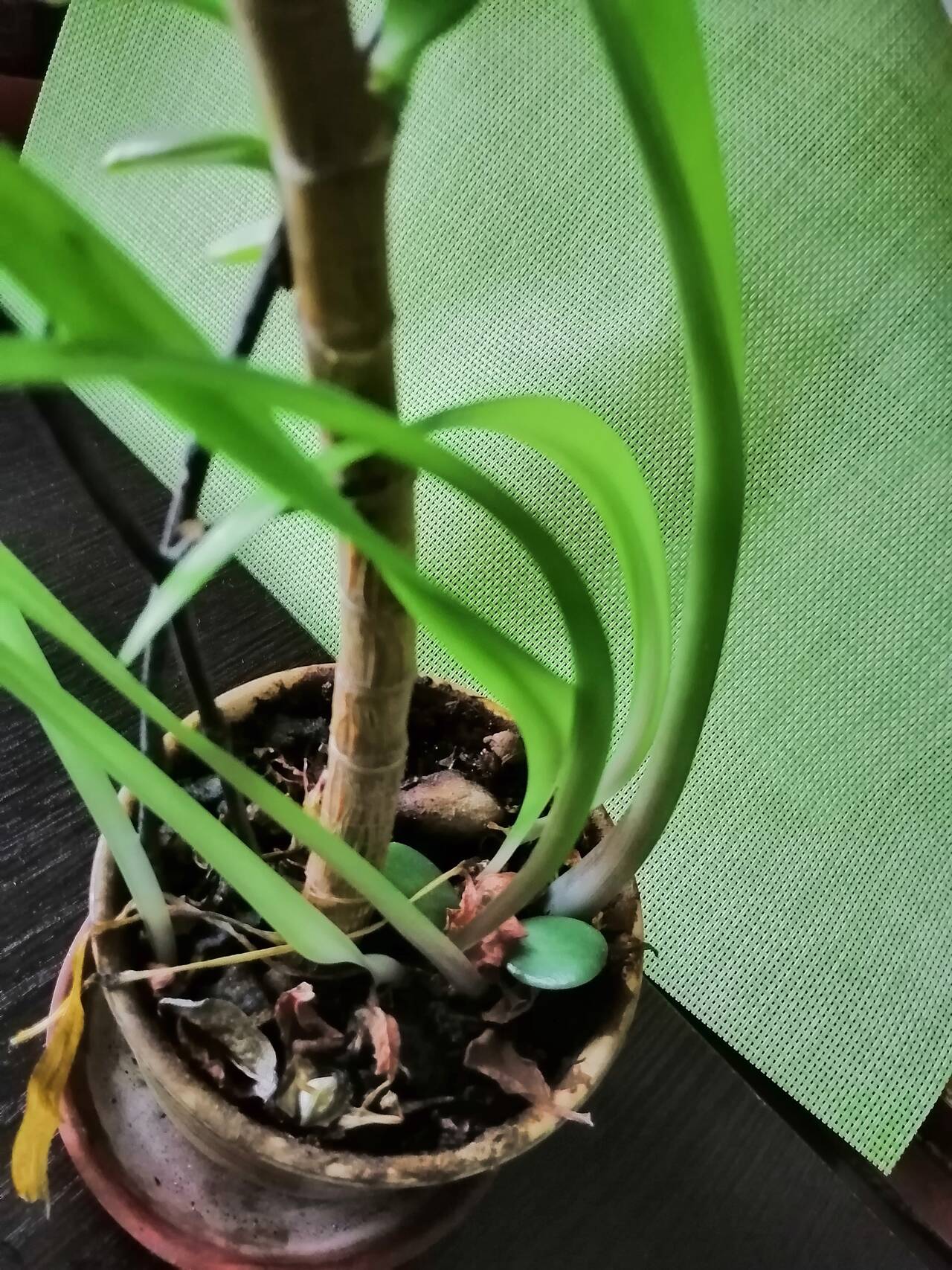 Толстянка денежное дерево 4 года комнатное растение в Москве фото 3 Для дома и дачи Москва