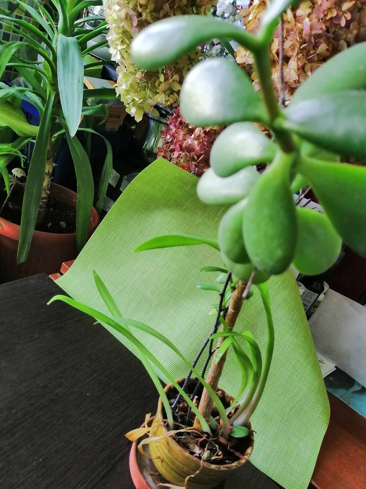 Толстянка денежное дерево 4 года комнатное растение в Москве фото 2 Для дома и дачи Москва