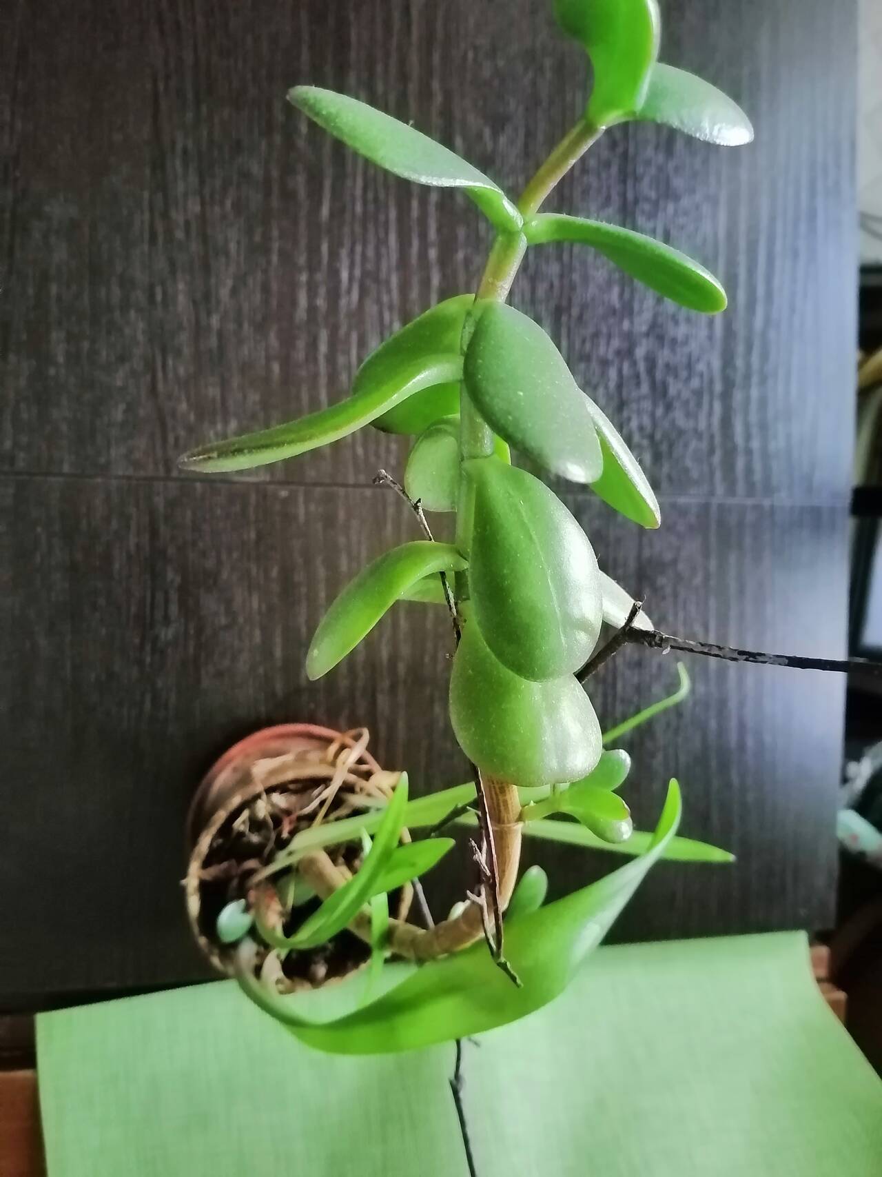 Толстянка денежное дерево 4 года комнатное растение